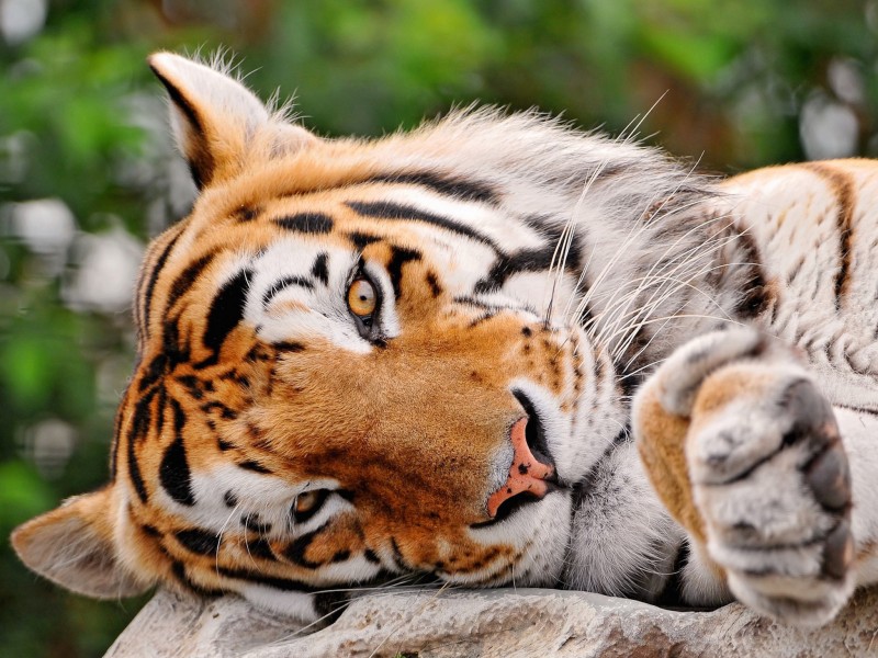 Lazy Bengal Tiger Hd Wallpaper - Cute Tiger Images Hd , HD Wallpaper & Backgrounds