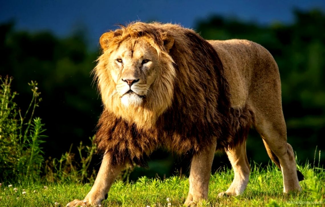 Lion Hd Wallpapers - Lion Animal Image Hd , HD Wallpaper & Backgrounds