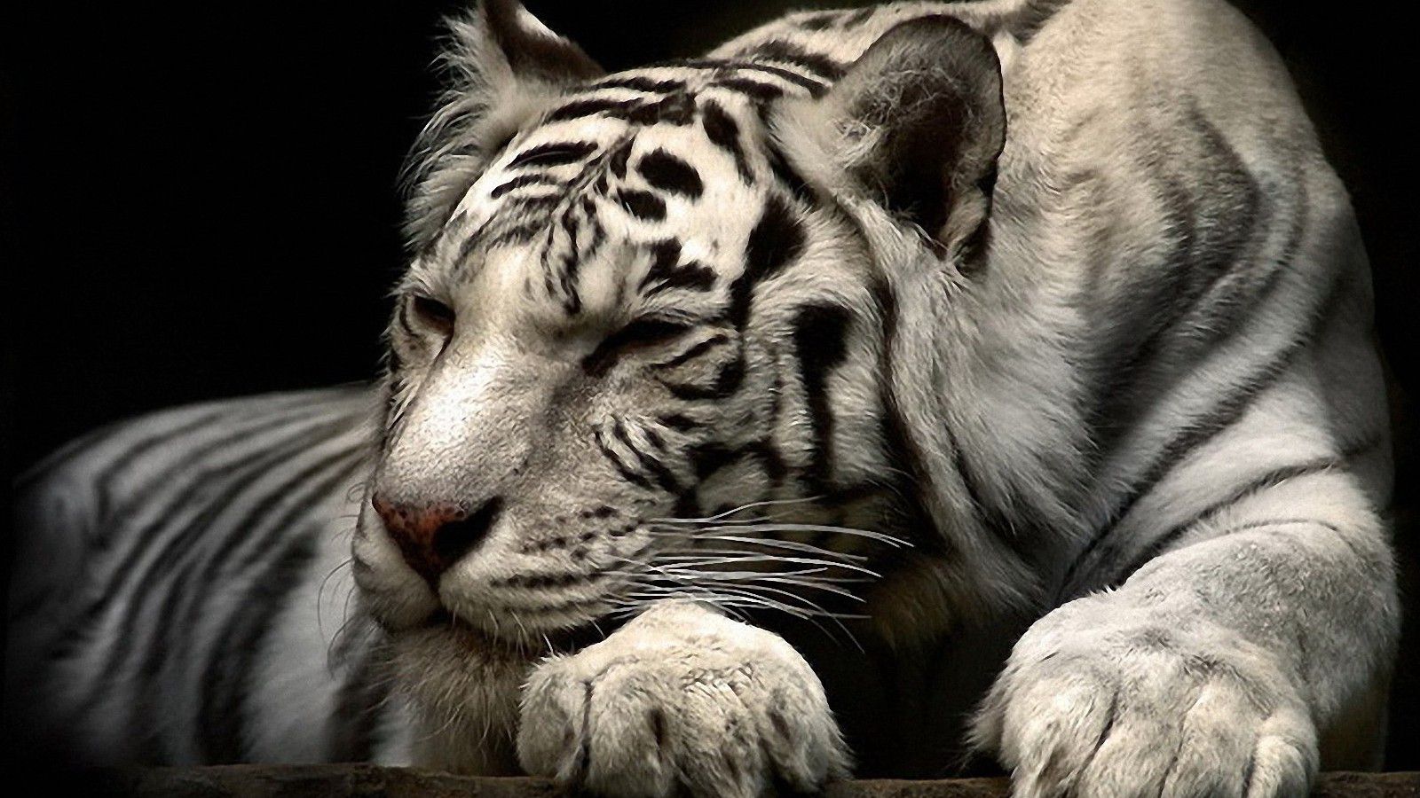 Full Hd Wallpaper Tiger , HD Wallpaper & Backgrounds