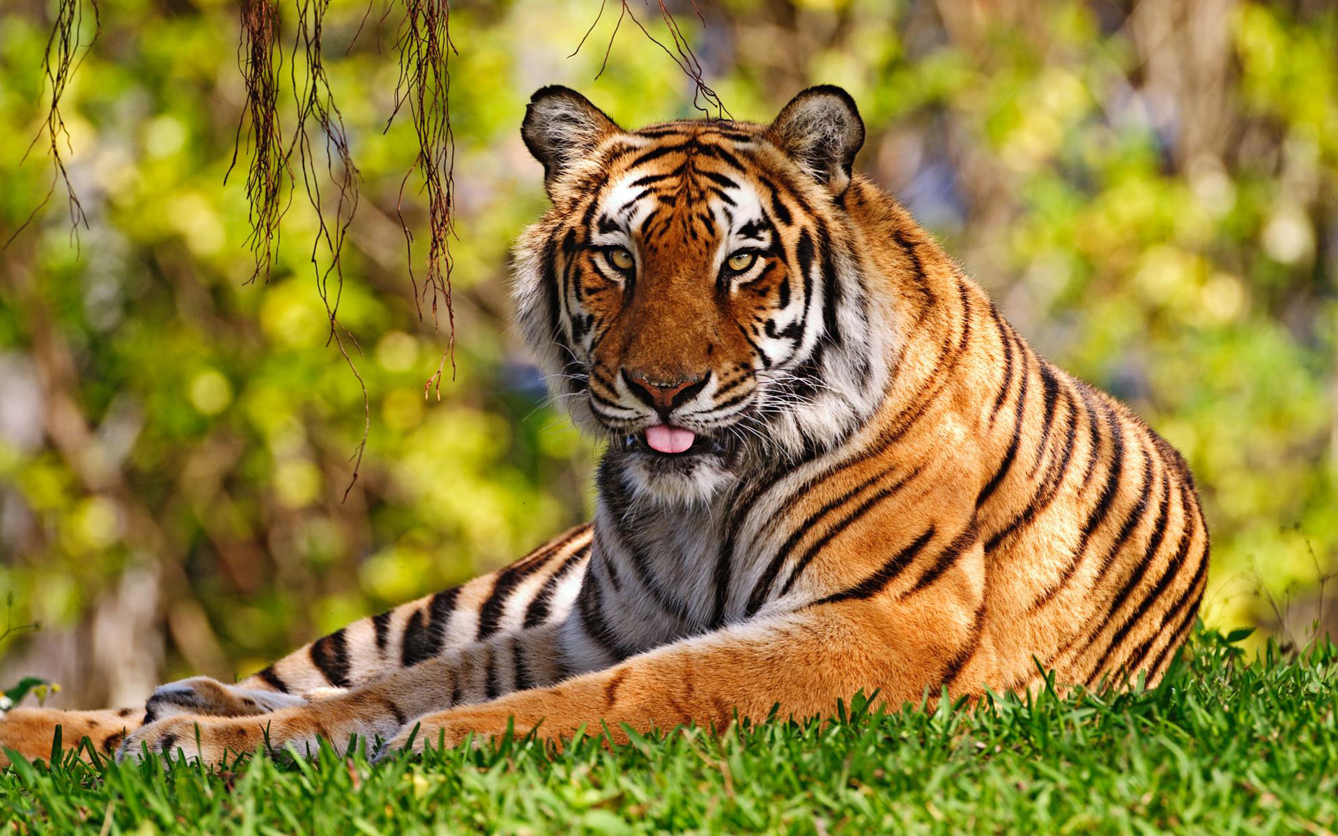 Tiger Wallpaper For Pc , HD Wallpaper & Backgrounds