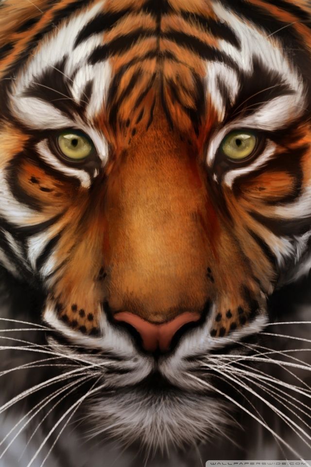 Save The Tiger Hd Desktop Wallpaper , HD Wallpaper & Backgrounds