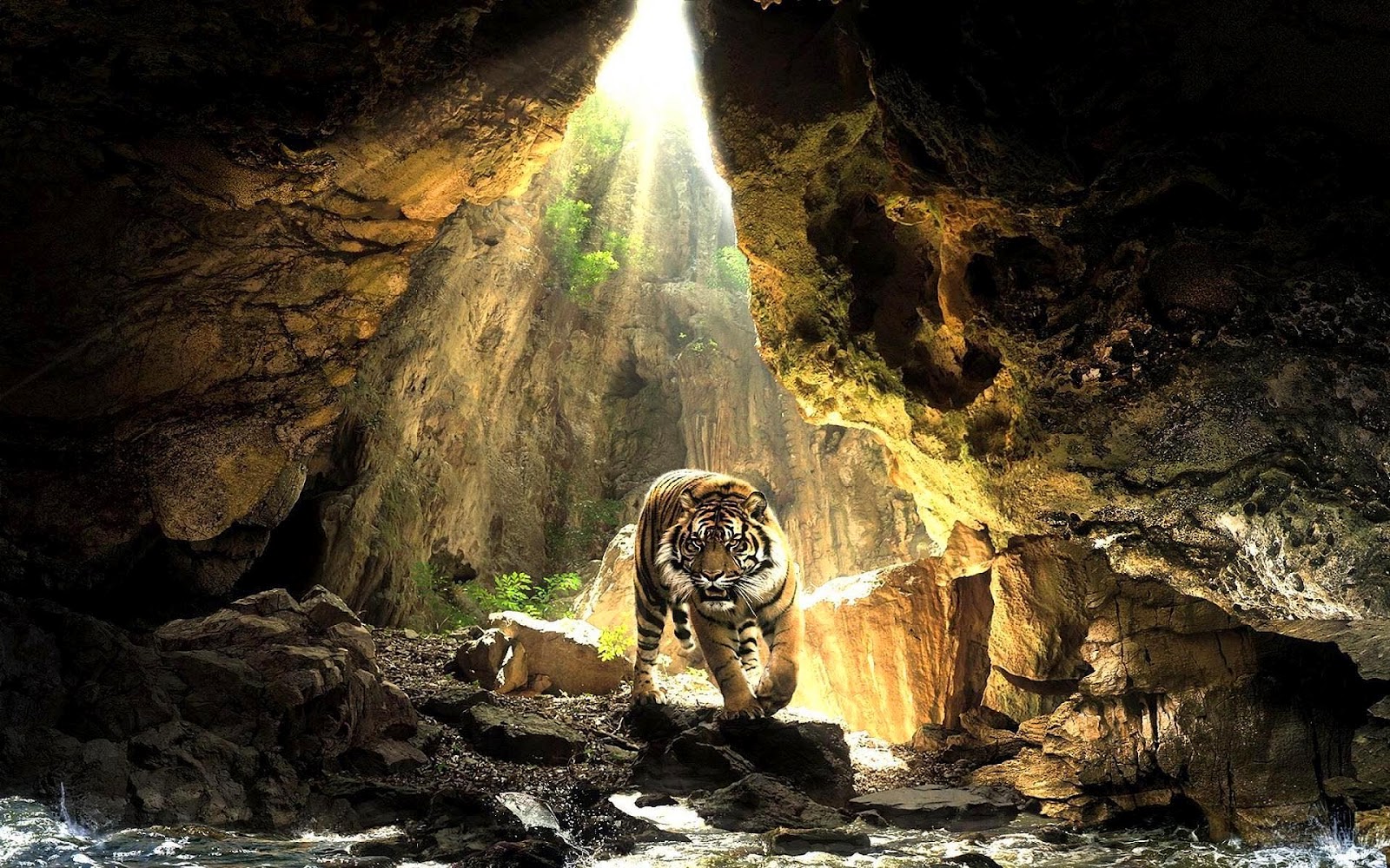 Amur Tigers Images Siberian Tiger Hd Wallpaper And - Tiger Coming Out Of Cave , HD Wallpaper & Backgrounds