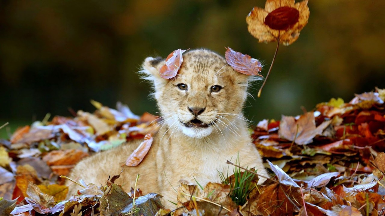Baby Lion Hd Wallpaper - Animals Playing In The Leaves , HD Wallpaper & Backgrounds