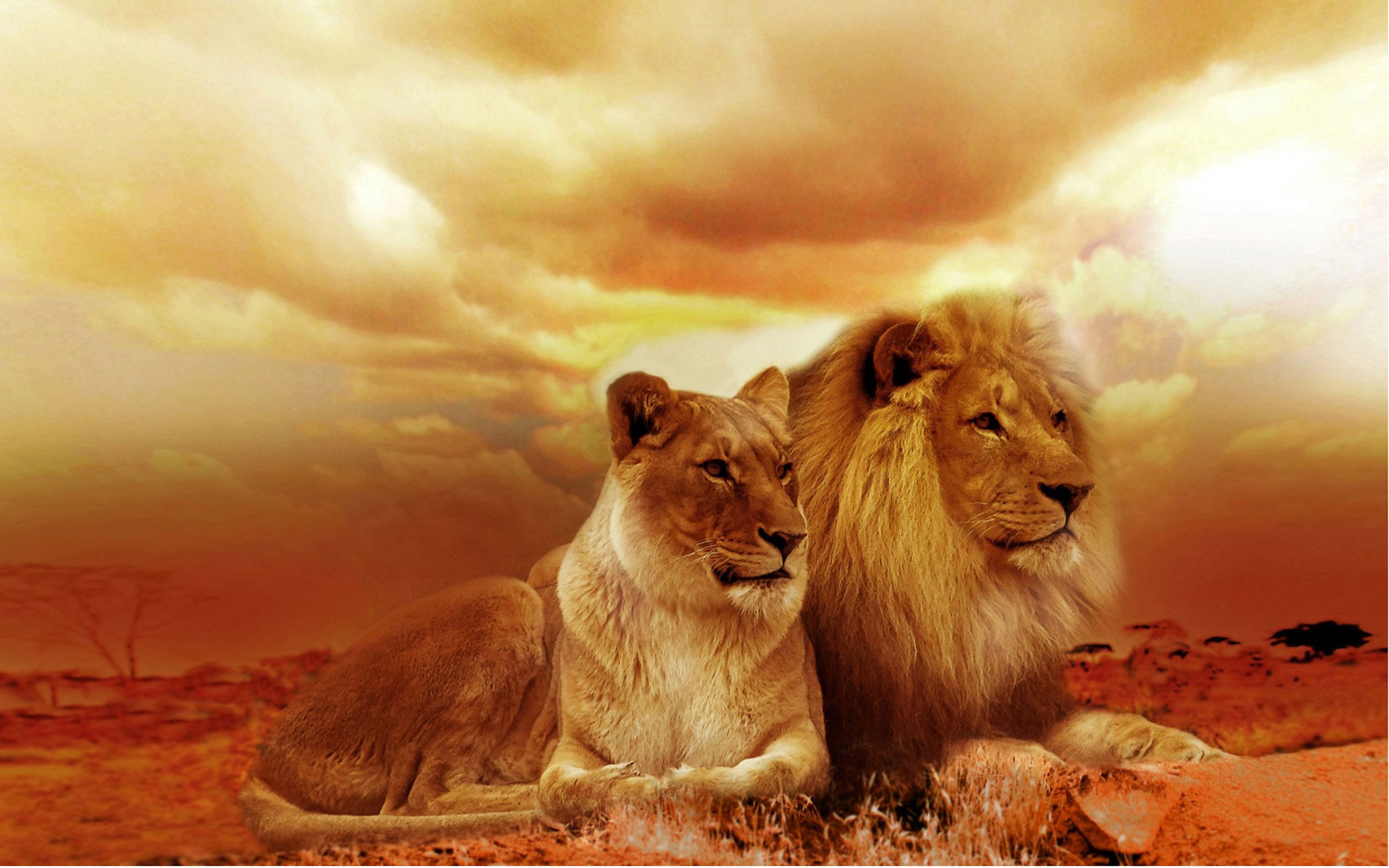 Beautiful Lion , HD Wallpaper & Backgrounds