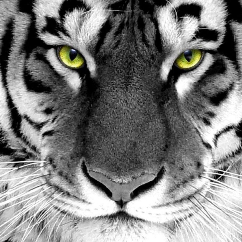 10 Latest White Tiger Hd Wallpapers 1080p Full Hd Wallpapers 1080p Full