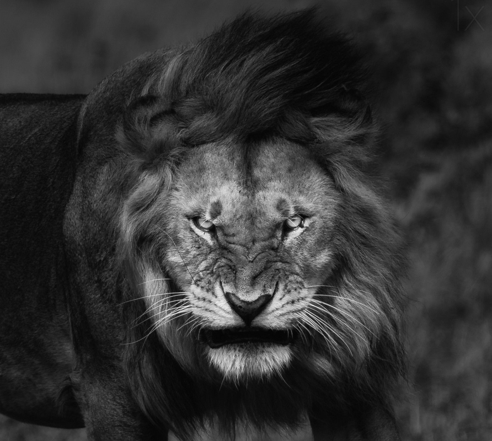 1066 Lion Hd Wallpapers - Lion Never Give Up , HD Wallpaper & Backgrounds