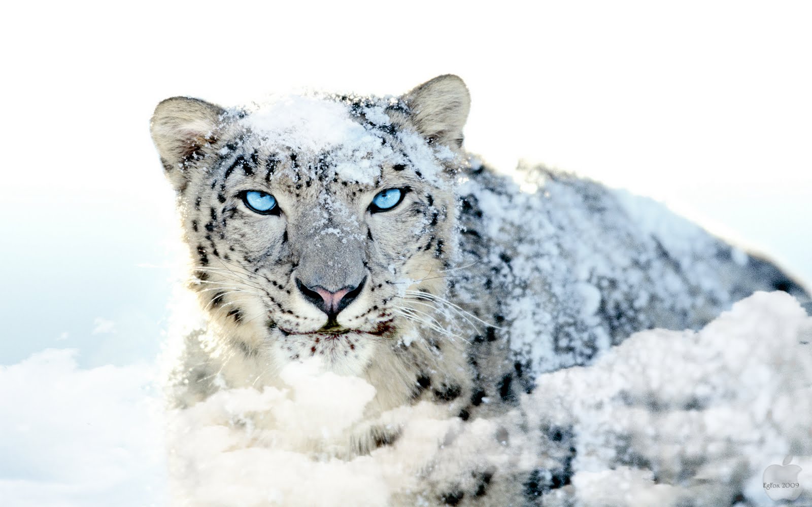 Blue Eyed Lion Wallpaper - Rare Snow Leopard , HD Wallpaper & Backgrounds