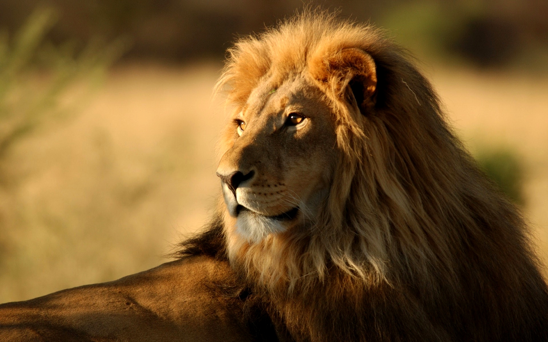 Lion Hd Wallpapers , HD Wallpaper & Backgrounds