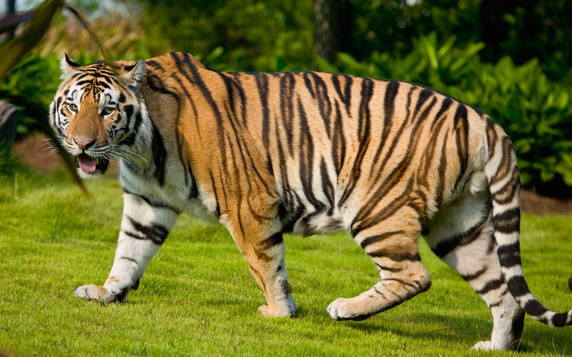 10 Amazing Animals Tiger Hd Wallpapers - Animals Tiger Hd , HD Wallpaper & Backgrounds