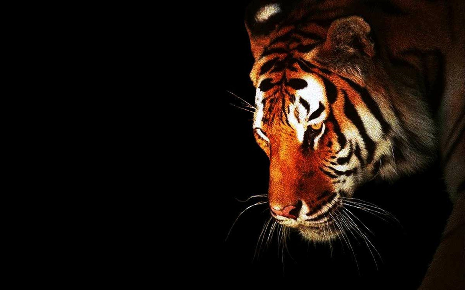 Black Tiger Hd Wallpaper - Tiger On A Black Background , HD Wallpaper & Backgrounds