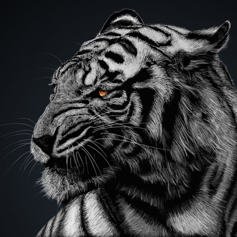 10 Top White Tiger Hd Wallpapers 1080p Full Hd 1080p - Facebook Covers Tiger , HD Wallpaper & Backgrounds