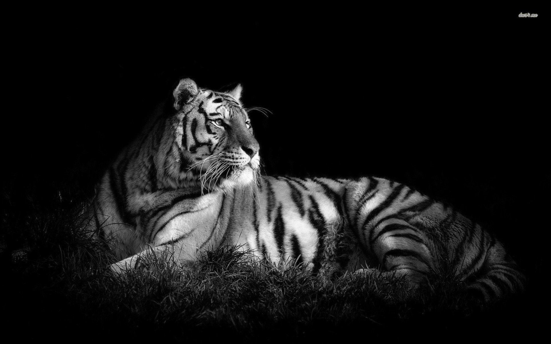 Tiger In Black & White - Jay Bhim New Hd , HD Wallpaper & Backgrounds