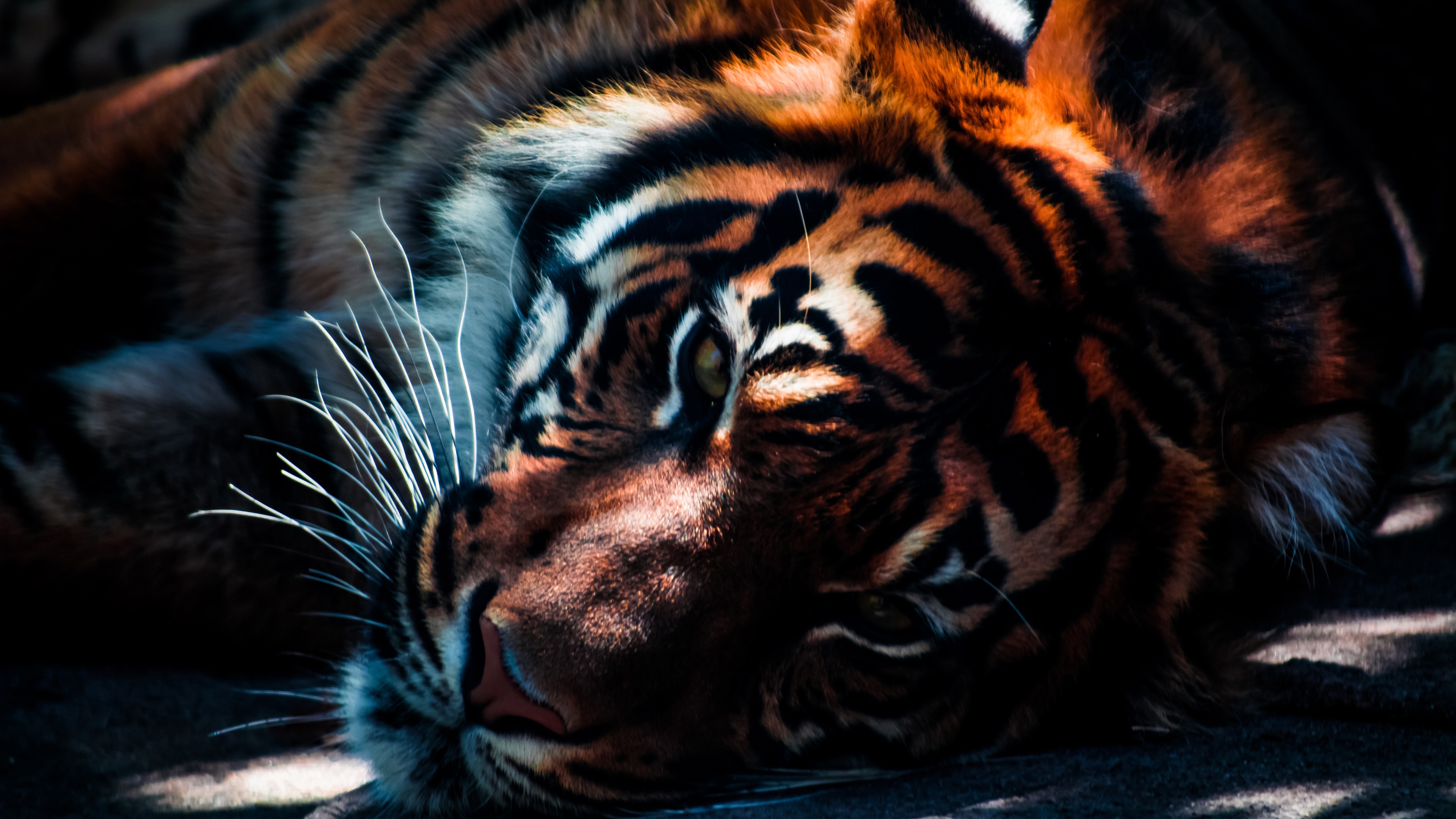 Download Free Tiger Hd Wallpapers Px - Tiger Wallpaper Hd For Desktop , HD Wallpaper & Backgrounds