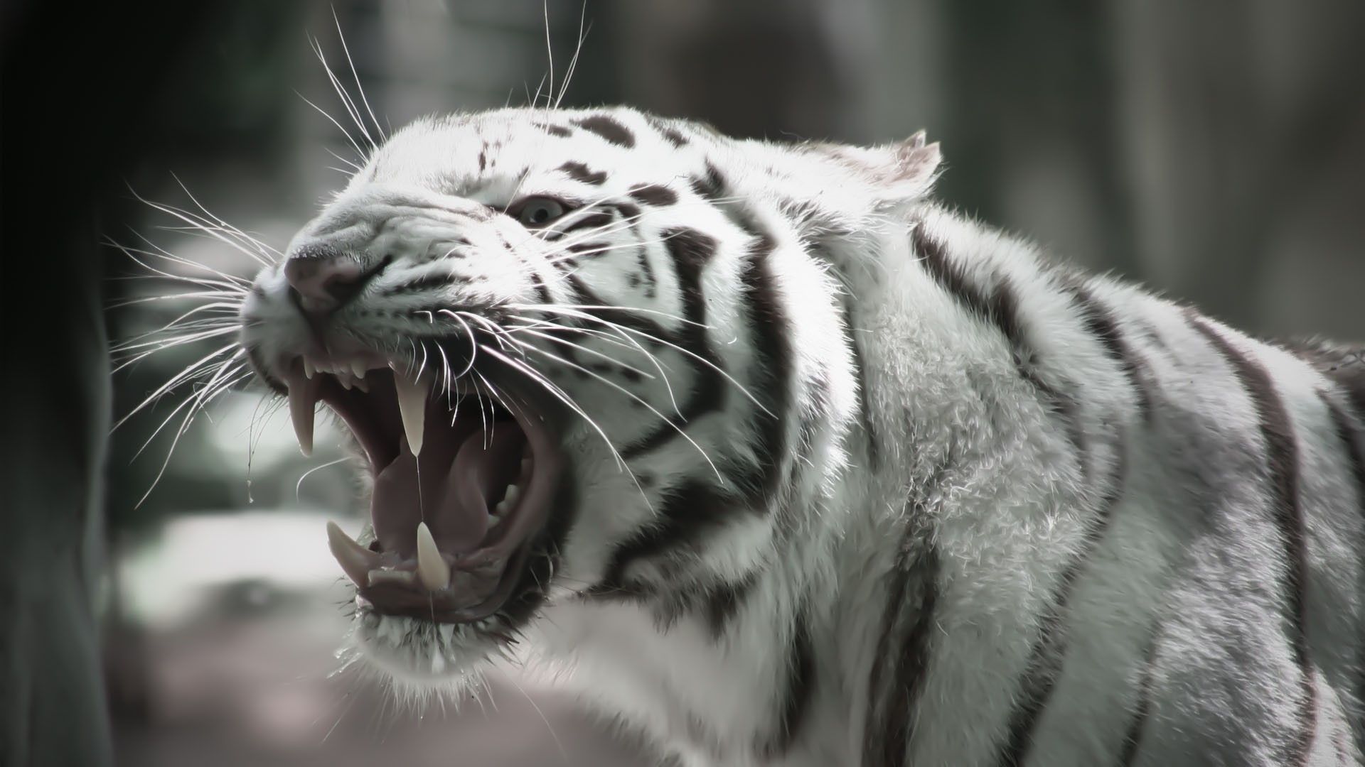 White Tiger Hd Wallpapers 1080p , HD Wallpaper & Backgrounds