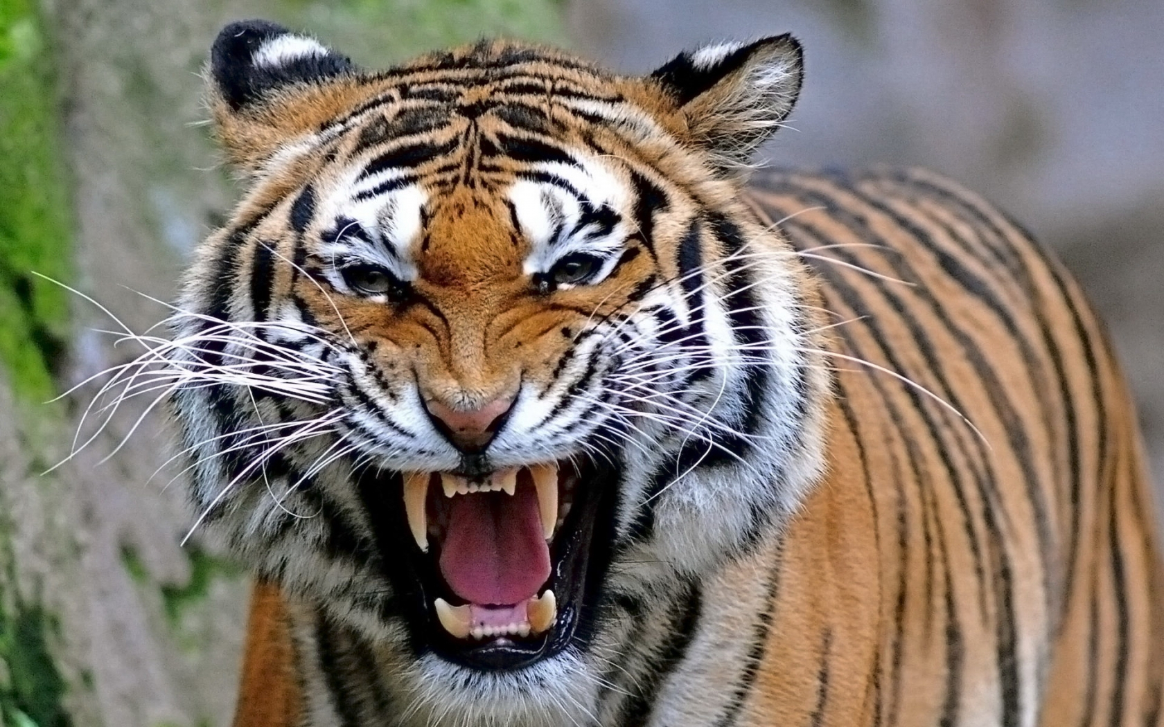 Royal Bengal Tiger Hd Wallpaper - Bengal Tiger , HD Wallpaper & Backgrounds