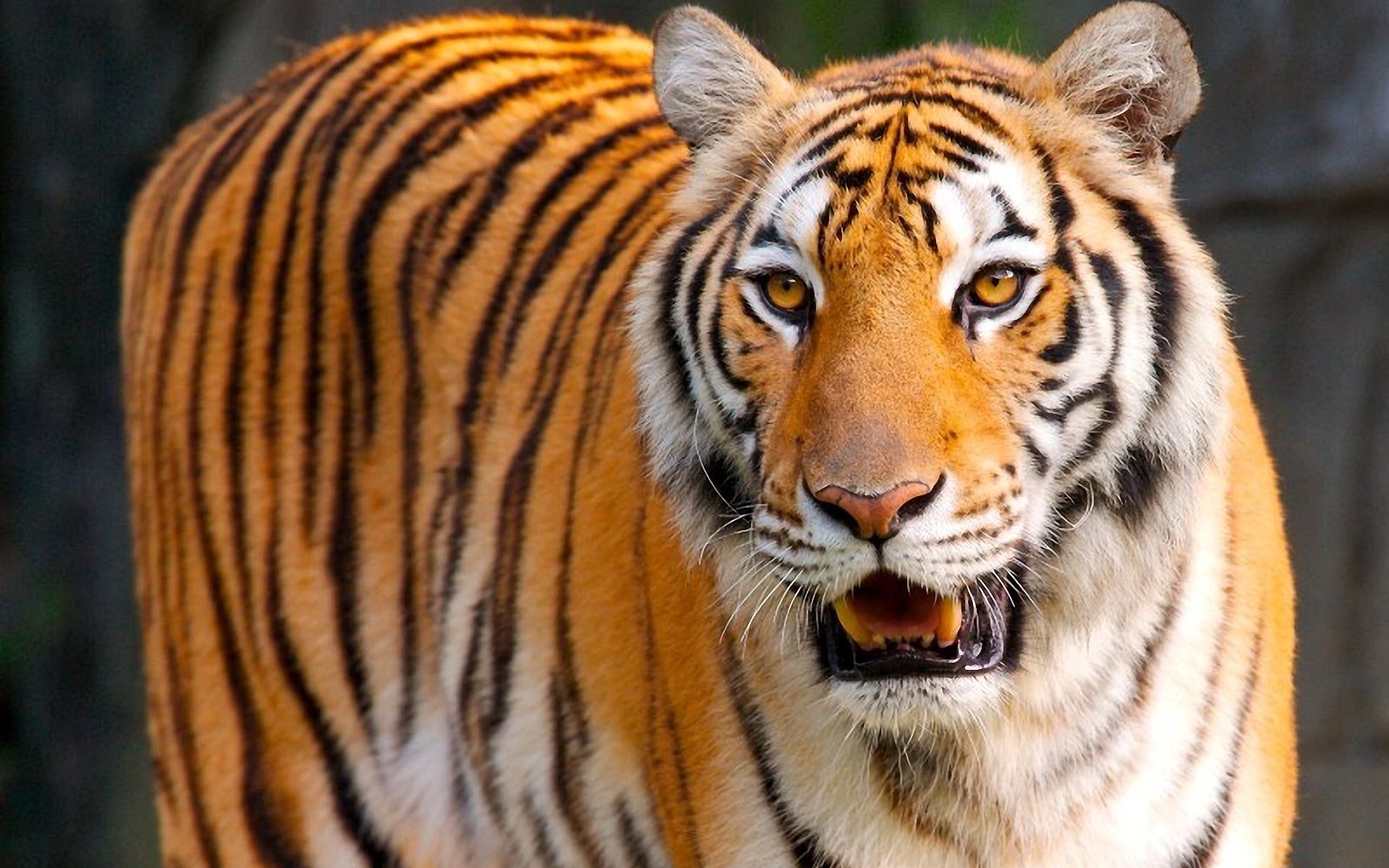 Tiger Hd Photos Free Download , HD Wallpaper & Backgrounds