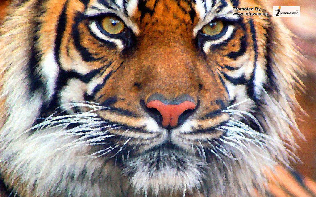 Tiger Hd Wallpaper - Imagenes De Tigres De Bengala Hd , HD Wallpaper & Backgrounds