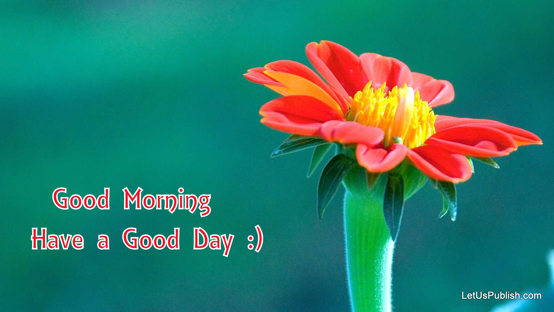 Cute Good Morning Flower Wallpaper - New Good Morning Hd , HD Wallpaper & Backgrounds