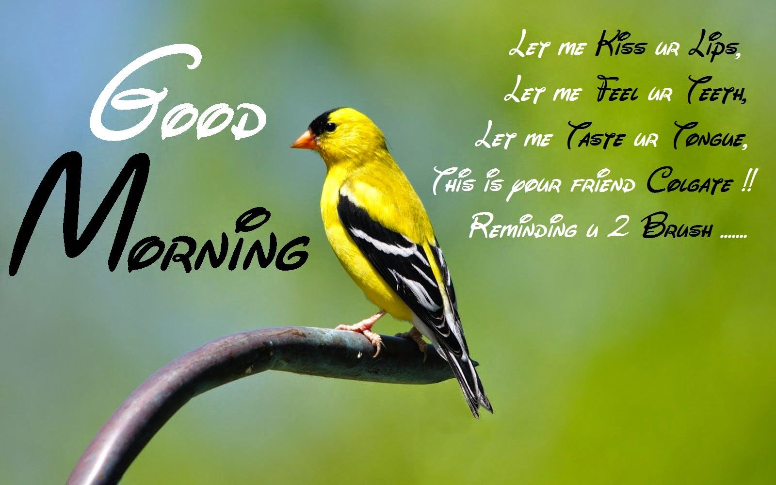 Good Morning Images Pictures Good Morning Photos 3d 106588