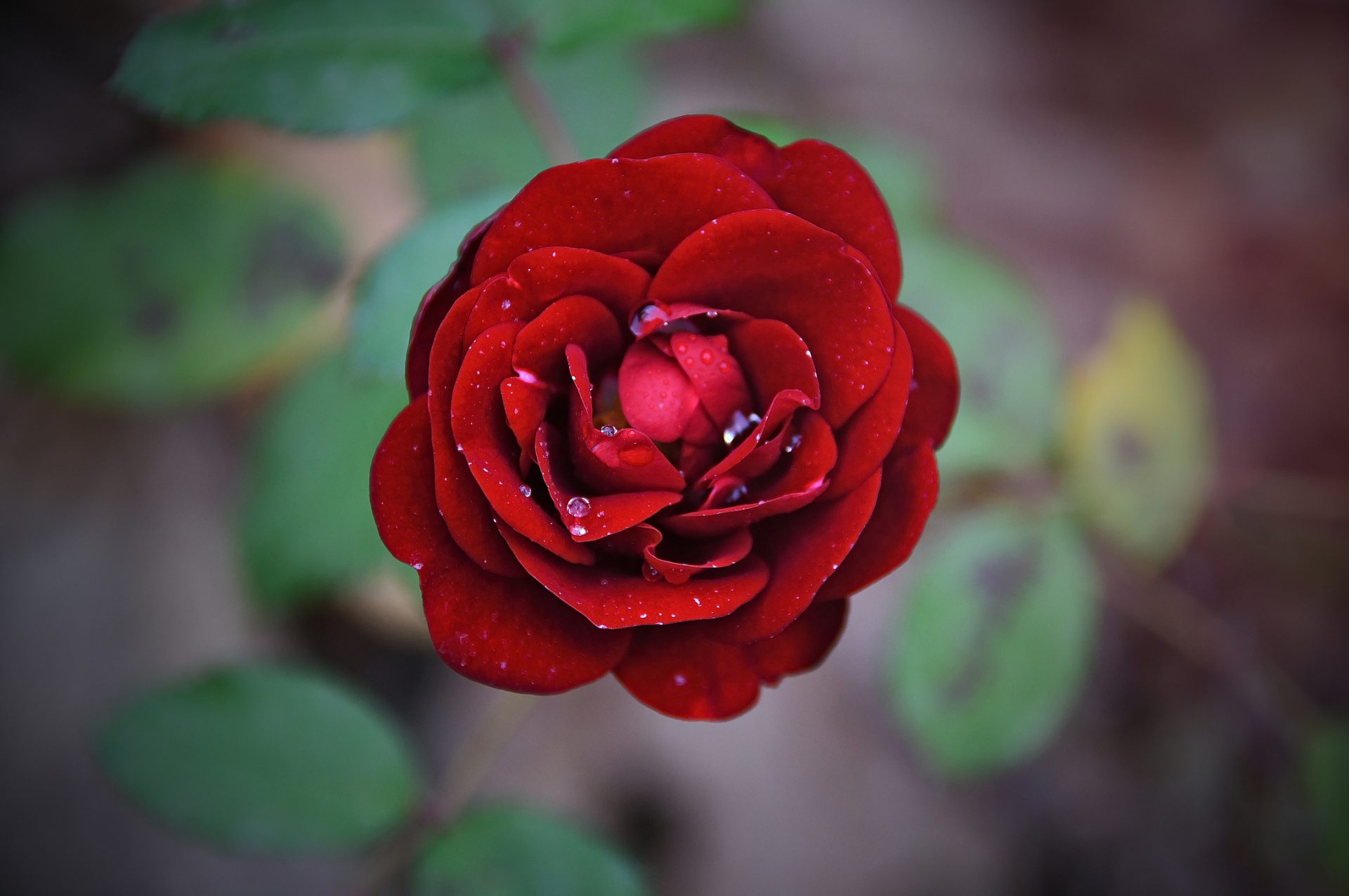 Lovely Red Rose Flower With Good Morning Wallpaper - Romantic Rose Love , HD Wallpaper & Backgrounds