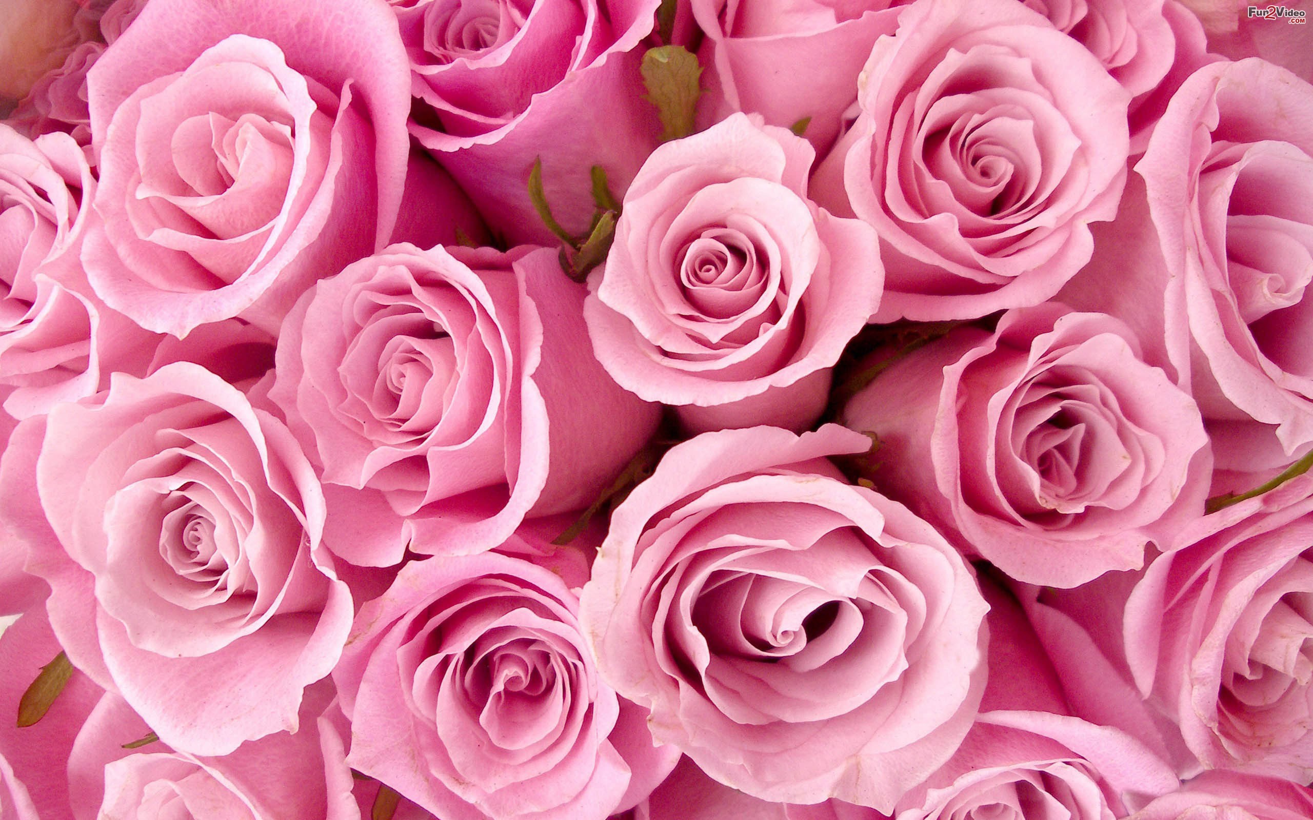 Pink Roses Hd , HD Wallpaper & Backgrounds