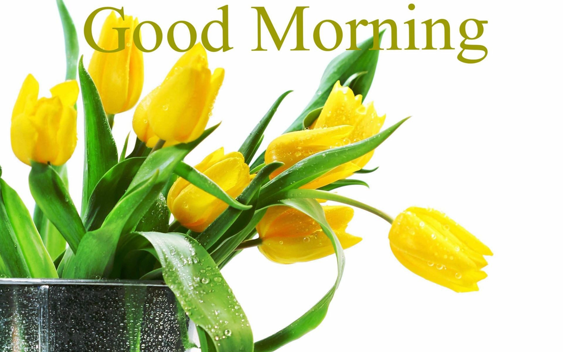 Gud Morning Yellow Flowers , HD Wallpaper & Backgrounds