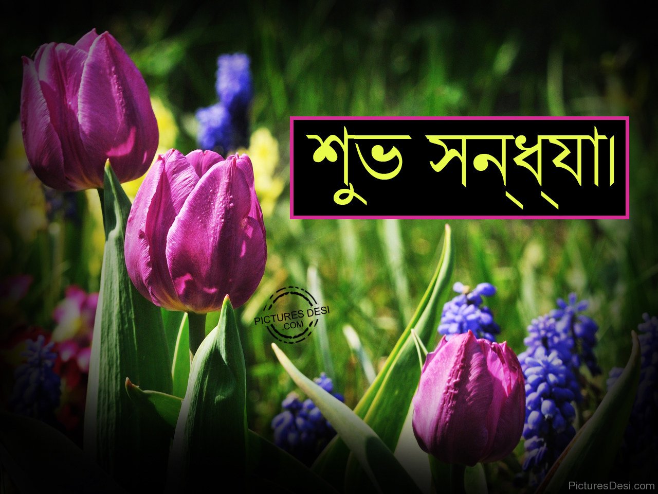 Gud Evening Image With Bengali , HD Wallpaper & Backgrounds