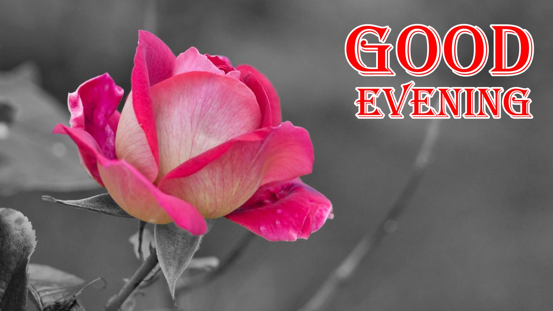 Good - Good Evening Images With Flowers Hd , HD Wallpaper & Backgrounds