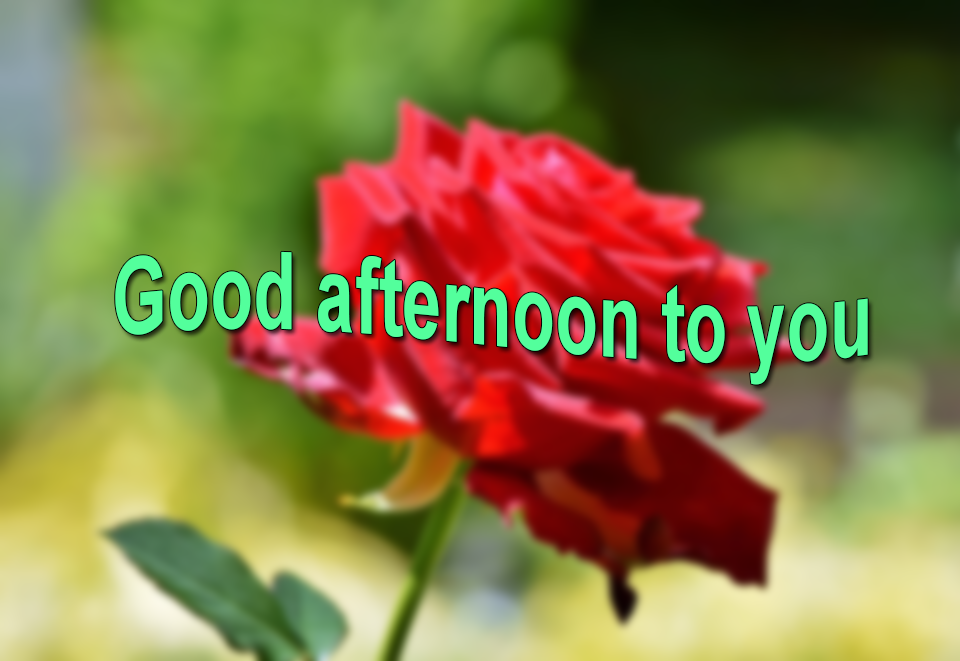 Good Afternoon Wallpaper - Single Red Rose Flower , HD Wallpaper & Backgrounds