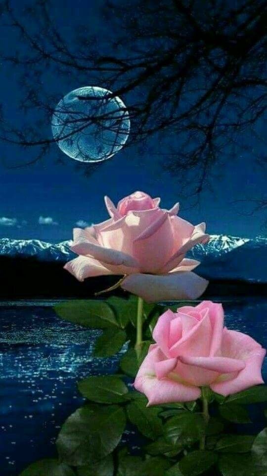 Good Evening Rose Wallpaper - Rosas Y Luna , HD Wallpaper & Backgrounds