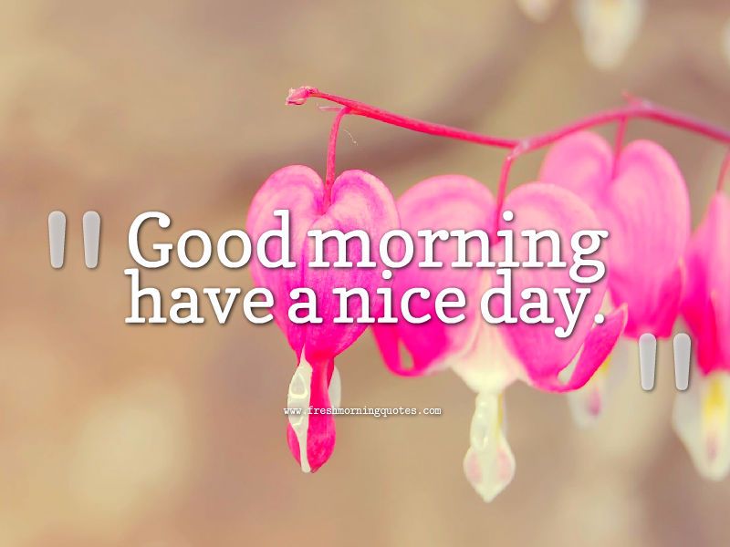 Beautiful Good Morning Have A Nice Day , HD Wallpaper & Backgrounds