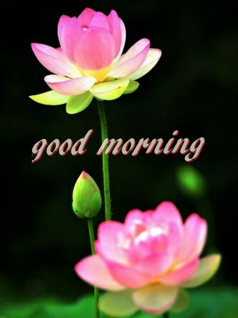 Flower Good Morning Wallpaper Online - Good Morning Images In 2019 , HD Wallpaper & Backgrounds