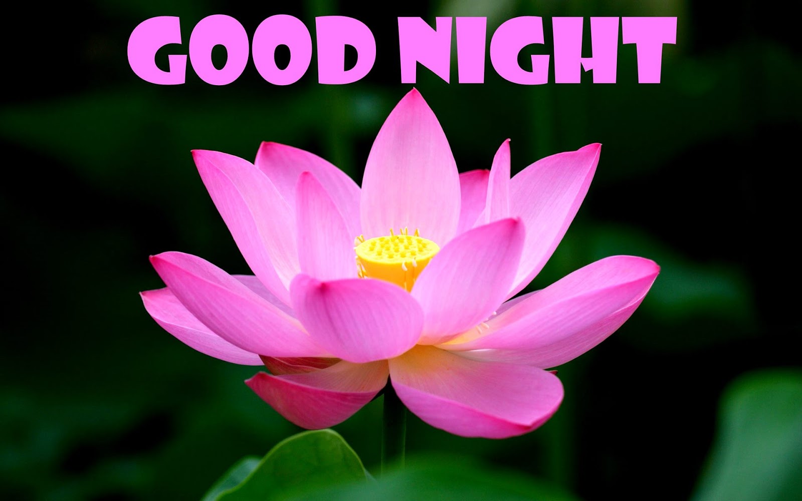 Good Night Flower Wallpaper Hd - Good Night Lotus Flowers , HD Wallpaper & Backgrounds