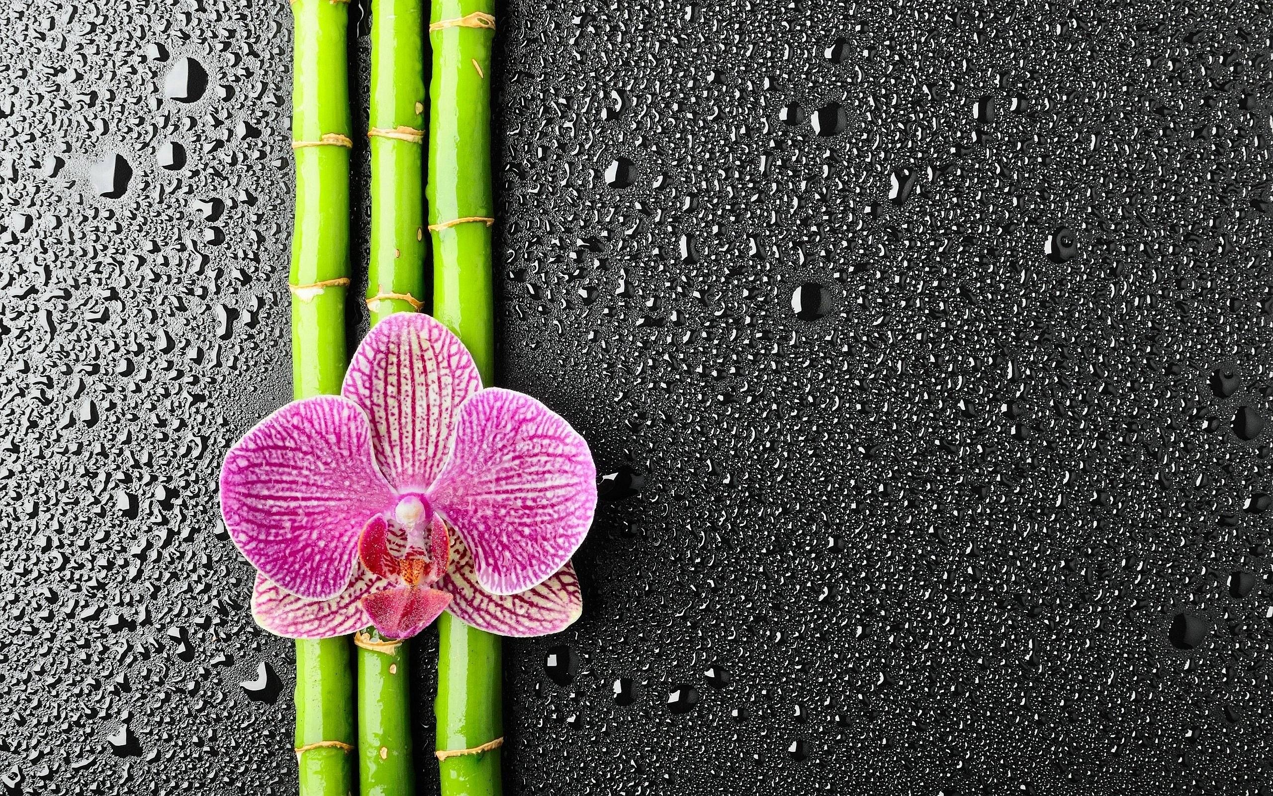 Good Night Bamboo And Pink Flower Pics Hd Wallpaper - Good Night Flowers Hd , HD Wallpaper & Backgrounds