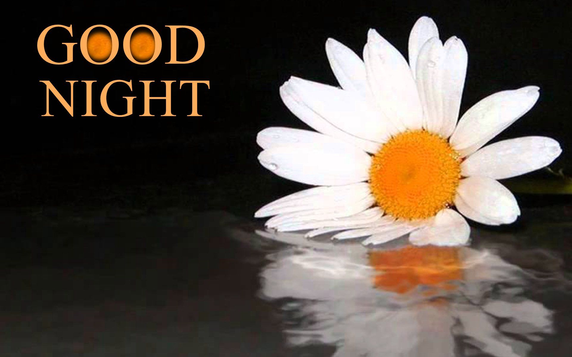 Good Night White Big Flower Hd Wallpaper 03698 Wallpaperk - Gud Night Pic In Flower , HD Wallpaper & Backgrounds