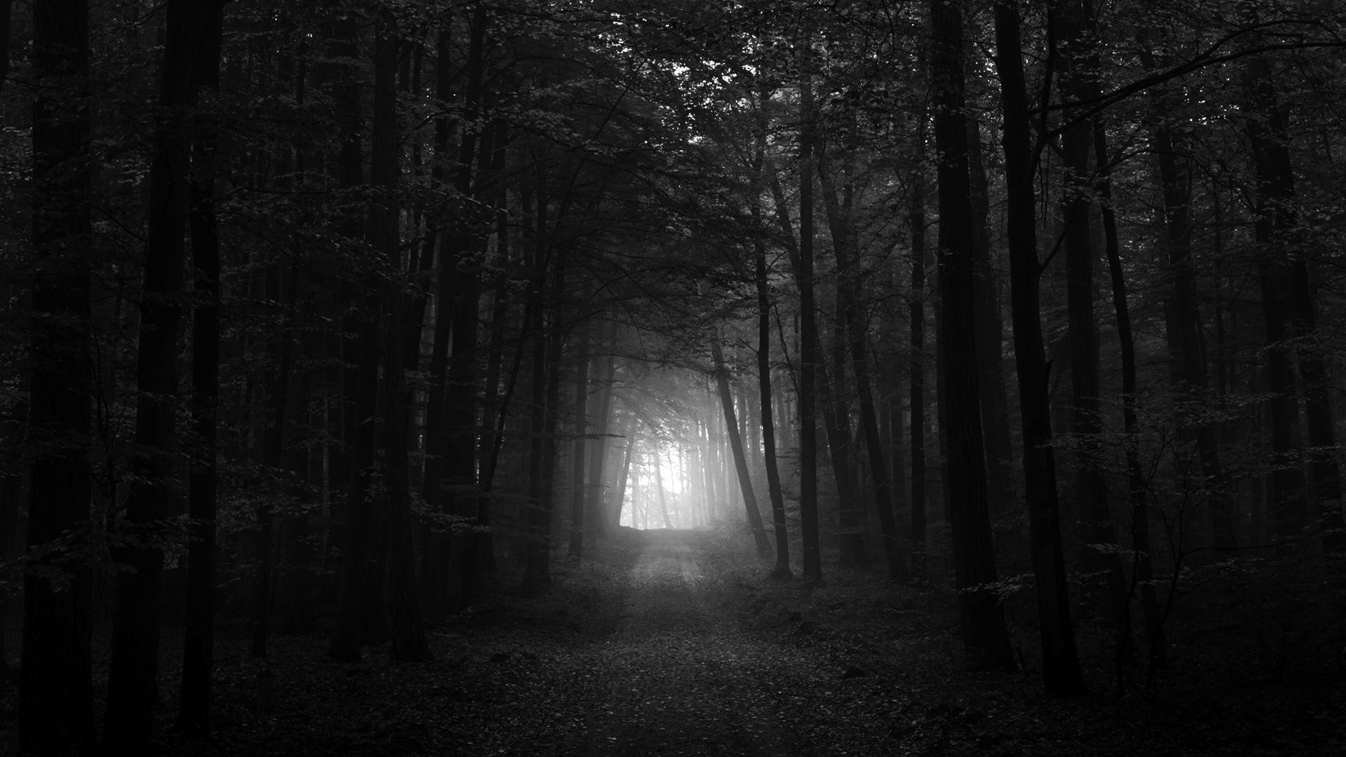 Wallpapers For > Dark Forest Iphone Wallpaper - Dark Forest Path Black And White , HD Wallpaper & Backgrounds