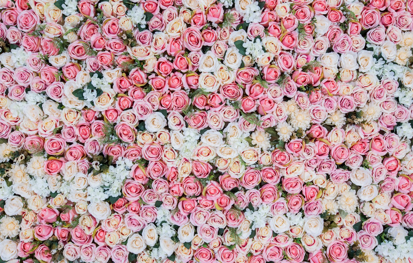 Photo Wallpaper Flowers, Background, Roses, Pink, Buds, - Pink And White Flower Wall , HD Wallpaper & Backgrounds