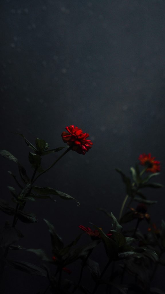 Flower, Bud, Red, Dark, Stem Wallpaper - Castilleja , HD Wallpaper & Backgrounds