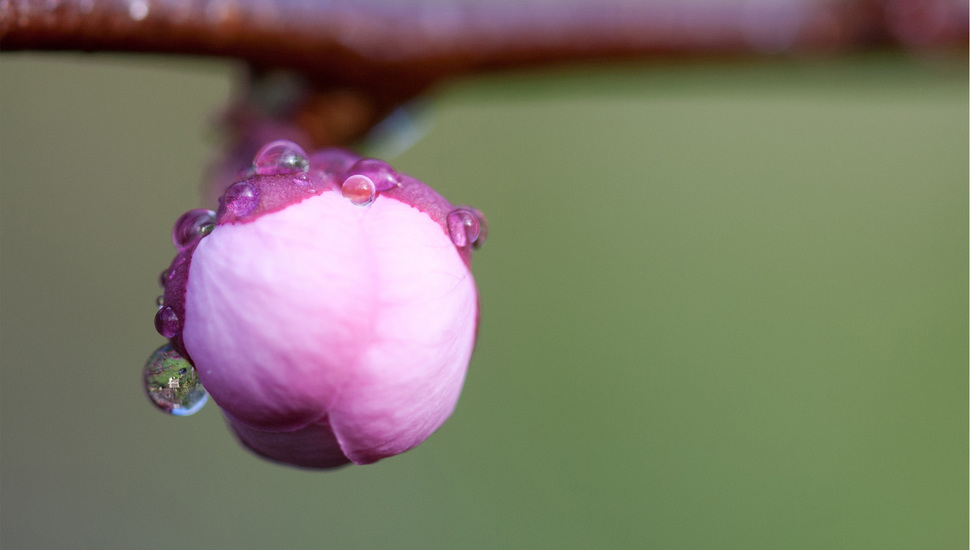 Sakura, Dew, Branch, Drops, Pink, Macro, Flower, Bud - Macro Photography , HD Wallpaper & Backgrounds