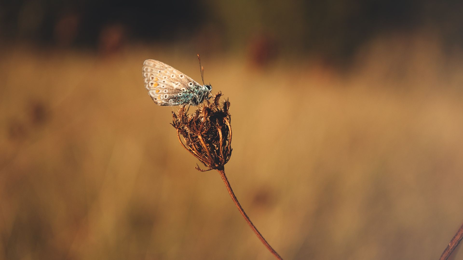 Blue Butterfly On Brown Flower Bud - Macro Photography , HD Wallpaper & Backgrounds