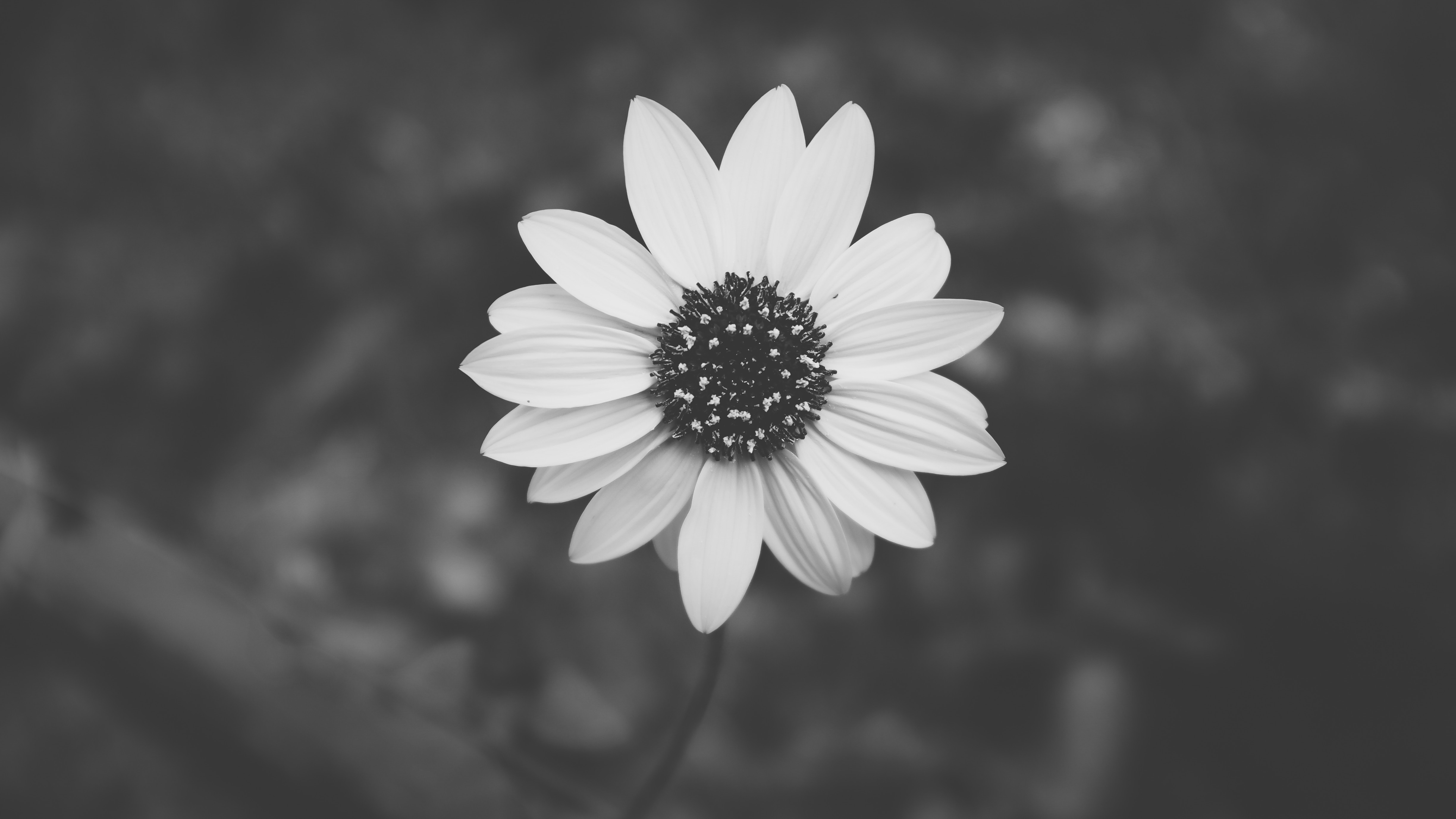 Black And White Aesthetic , HD Wallpaper & Backgrounds