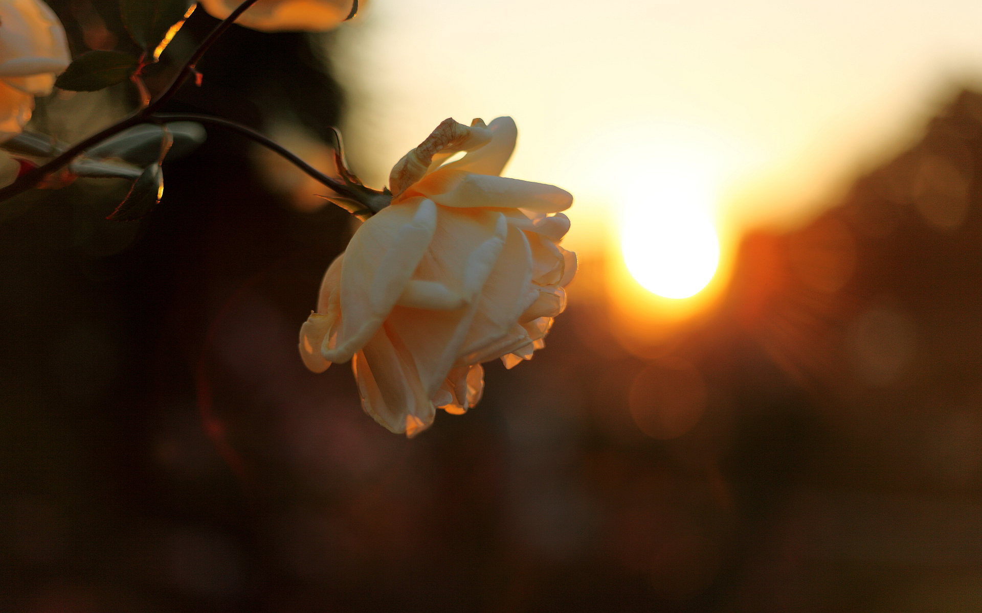 Flower Bud Sunset - Woman's Best Jewellery Is Her Shyness , HD Wallpaper & Backgrounds
