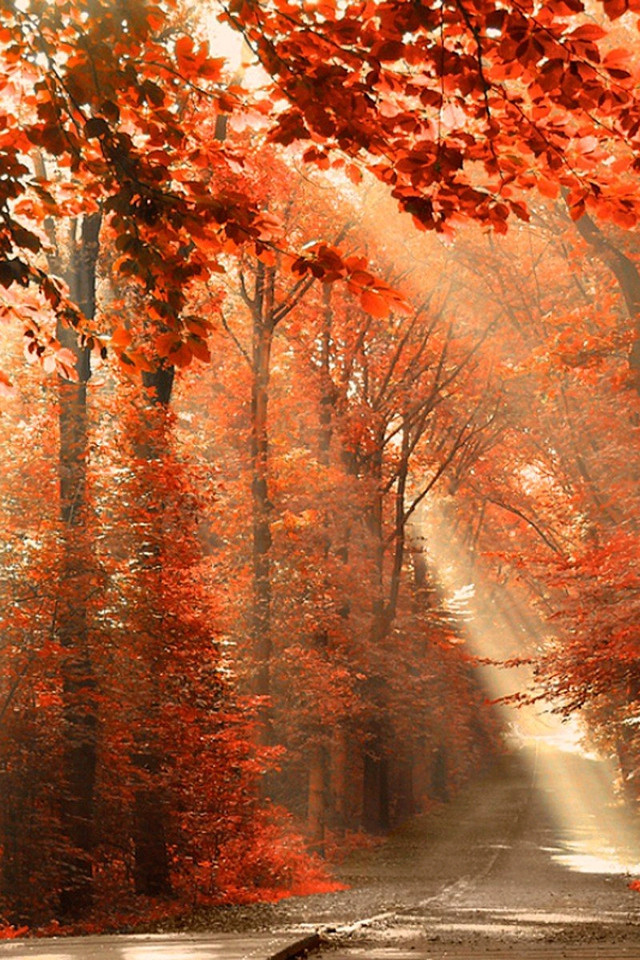 Samsung C7 Wallpaper - Autumn Nature , HD Wallpaper & Backgrounds
