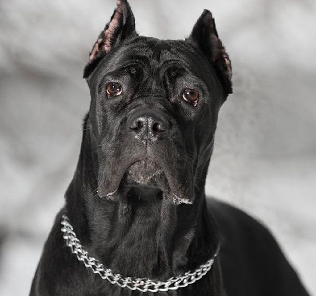 Cane Corso Wallpapers Hd Download - Cane Corso Dog Hd , HD Wallpaper & Backgrounds