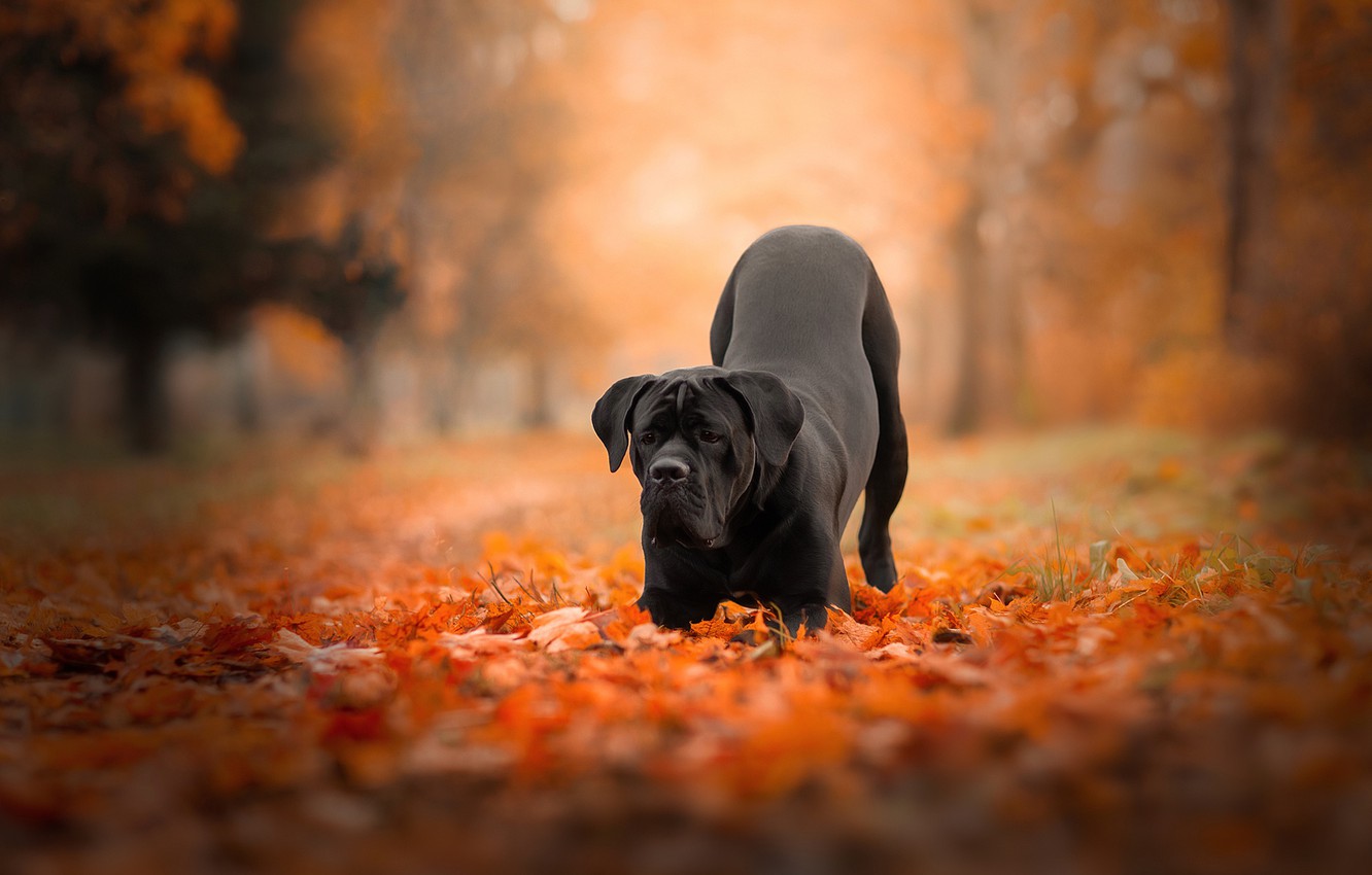 Photo Wallpaper Autumn, Forest, Leaves, Nature, Pose, - Cane Corso , HD Wallpaper & Backgrounds