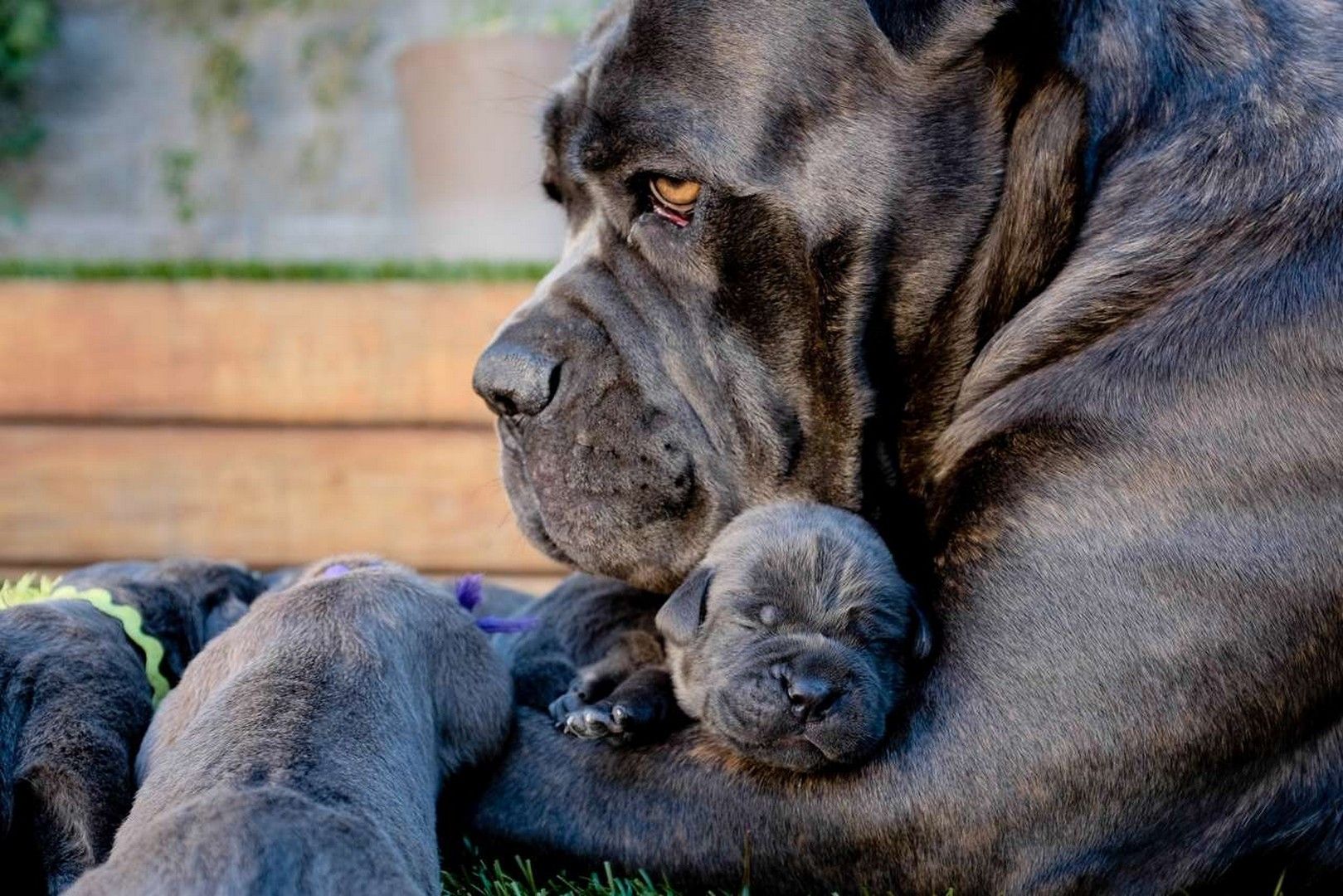 Cane Corso Wallpaper Hd - Cane Corsó , HD Wallpaper & Backgrounds