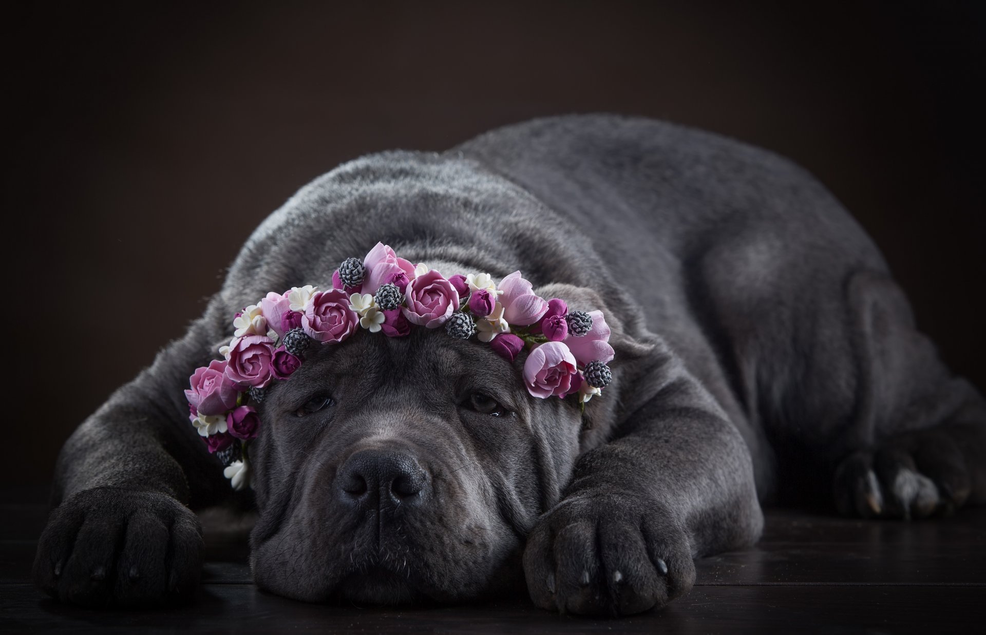 Cane Corso Dog Face Wreath Flower - Обои На Рабочий Стол Кане Корсо , HD Wallpaper & Backgrounds