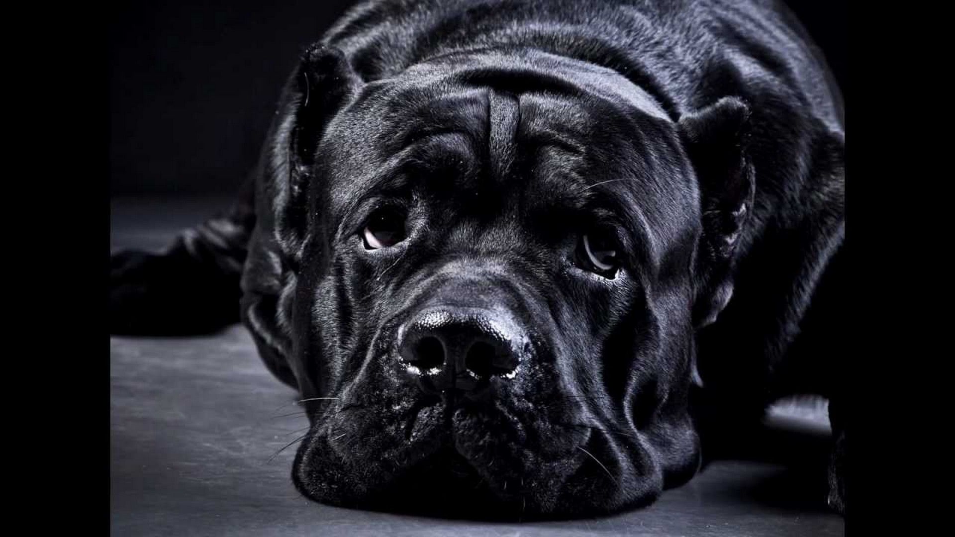 Cane Corso Wallpaper - Cane Corso , HD Wallpaper & Backgrounds