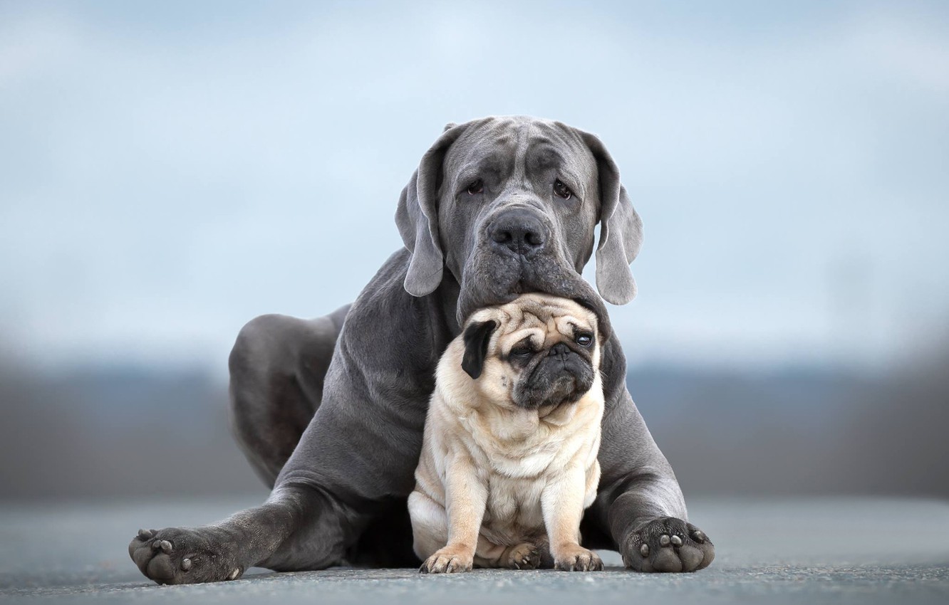 Photo Wallpaper Dogs, Portrait, Pair, Friends, Two - Cane Corso And Pug , HD Wallpaper & Backgrounds