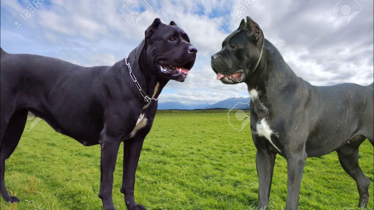 Italian Cane Corso Vs American Cane Corso - Cane Corso Dog , HD Wallpaper & Backgrounds